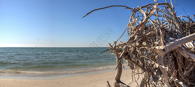 过州立公园白沙滩上的漂浮林蓝天枯木海洋假期贝壳晴天海湾滨鸟海滩海岸图片