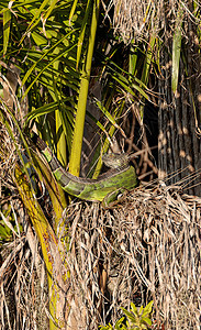 绿蜥蜴在棕榈树下伸展蜥蜴人野生动物大蜥蜴物种动物爬虫鬣蜥蜥蜴背景图片