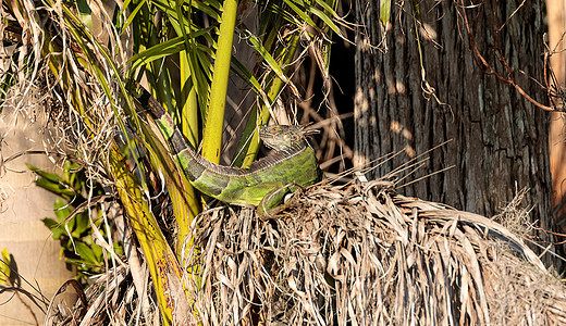 绿蜥蜴在棕榈树下伸展动物蜥蜴蜥蜴人野生动物鬣蜥物种大蜥蜴爬虫图片