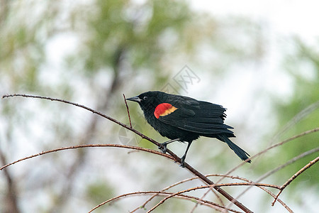 红翼黑鸟 阿列莱乌斯 凤凰在一棵树上的洞穴目鸟野生动物栖息羽毛鸟类动物黑色黑鸟红色雀形图片