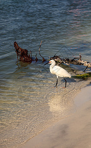 鸟类捕猎鱼类海岸线海滩海洋水禽海岸翅膀苍鹭图片