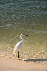 鸟类捕猎鱼类翅膀海滩水禽苍鹭海岸海岸线海洋图片
