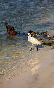 鸟类捕猎鱼类苍鹭水禽海岸线海岸翅膀海洋海滩图片