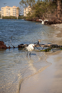 鸟类捕猎鱼类海洋水禽苍鹭海滩翅膀海岸线海岸图片