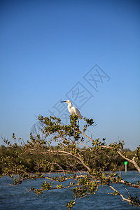 鸟类捕猎鱼类海岸翅膀水禽海岸线海洋苍鹭海滩图片