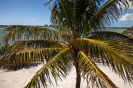 含椰子的皇家棕榈树 他们聚居在椰枣花中绿色生产热带棕榈水果图片