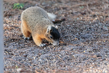 东福克斯松松鼠狐狸尾巴野生动物黑松鼠松鼠动物图片