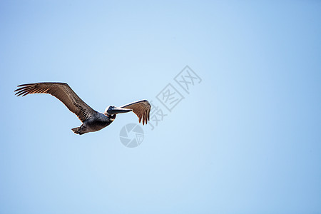 棕色鸟 白斑苍蝇水禽鸟类翅膀飞行图片