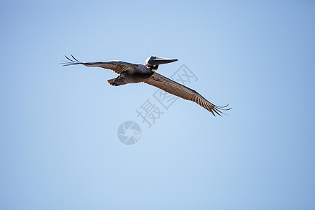 棕色鸟 白斑苍蝇鸟类飞行翅膀水禽图片