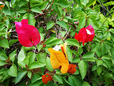 美丽的红色和橙色布加林维拉花朵 在花园里植物学热带红花橙花公园异国衬套植物群花瓣植物图片
