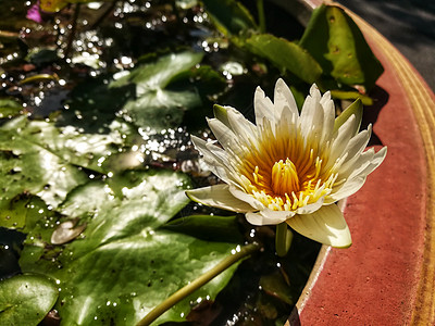 泰国的美莲花寺植物群百合荷花植物花瓣花园绿色美丽白色叶子图片