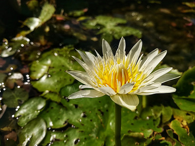 泰国的美莲花寺黄色植物百合热带白色池塘美丽粉色荷花绿色图片