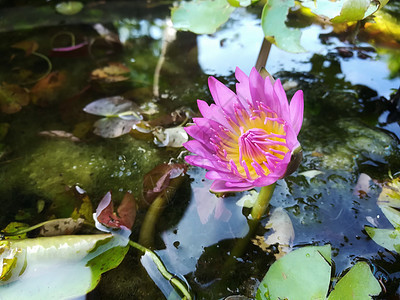 泰国的美莲花寺黄色池塘叶子美丽粉色花园植物花瓣绿色百合图片