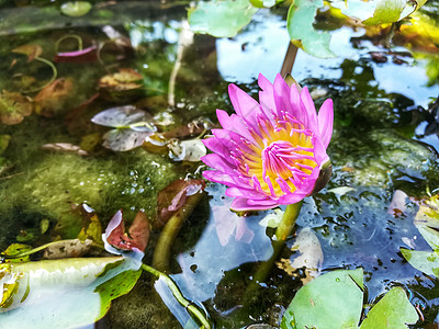 泰国的美莲花寺植物群绿色植物热带白色黄色美丽花园花瓣叶子图片