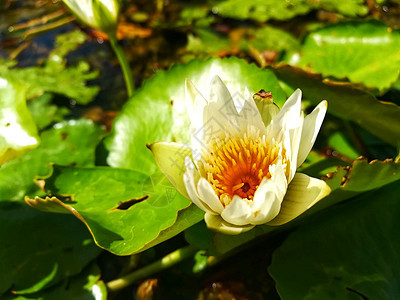 泰国的美莲花寺绿色花瓣花园黄色热带粉色植物白色叶子美丽图片