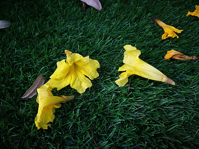 绿地板上美丽的花朵太阳白色黄色水仙花园植物公园叶子绿色水仙花图片