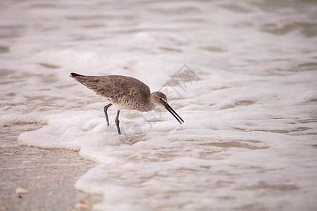 普通加利亚戈加拉尼纳果食用饲料海岸狙击波浪海洋水禽赤脚沿海滨鸟鸟类贝壳图片