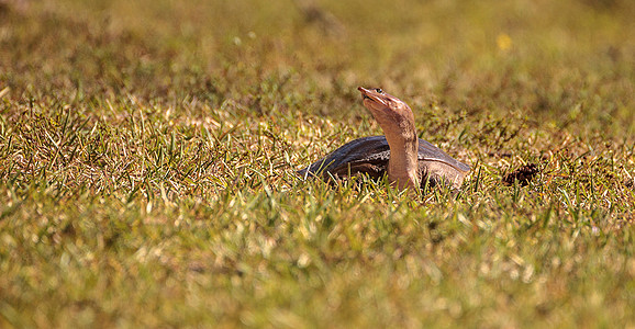 佛罗里达州软壳海龟 阿普龙 在草地上烧烤乌龟甲壳鲍鱼爬虫动物野生动物警报图片