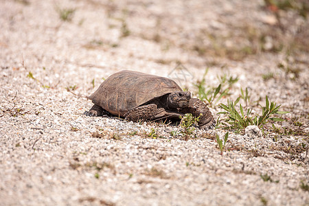 佛罗里达州多功能动物爬虫野生动物鼠属挖洞者海龟物种乌龟地鼠背景图片
