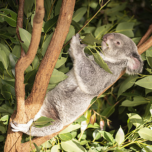 可爱的澳大利亚Koala白天休息毛皮桉树兽面耳朵胶树动物苏醒灰色哺乳动物图片