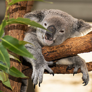 可爱的澳大利亚Koala白天休息苏醒耳朵动物灰色哺乳动物胶树兽面桉树毛皮图片