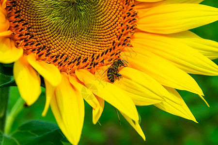 蜜蜂收集向日葵花粉起源蜂蜜收成风景资源农业花瓣黄色伴奏环境背景图片