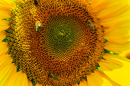 蜜蜂收集向日葵花粉蜂蜜环境黄色农业花瓣投标风景收成资源伴奏背景图片