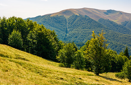 夏季喀尔巴阡山脉的森林丘陵小丘公园山脊林地海拔植物资源驼峰山坡土地图片