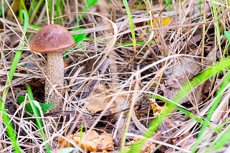 在密闭森林中的干草中食用蘑菇图片