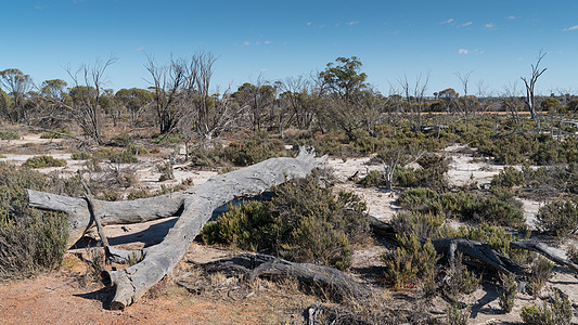 澳大利亚风景西澳大利亚西澳大利亚州波浪岩假期全景环境荒野天空生境景点蓝天植物群植被背景