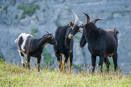 田里的山羊群棕色牧场草地荒野哺乳动物场地绿色野生动物栖息地公园图片