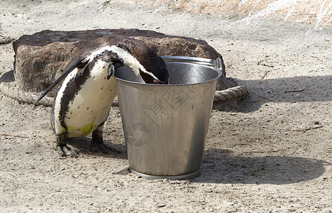 Pinguin正在进食微笑海洋异国荒野企鹅燕尾服斗争支撑游泳野生动物图片