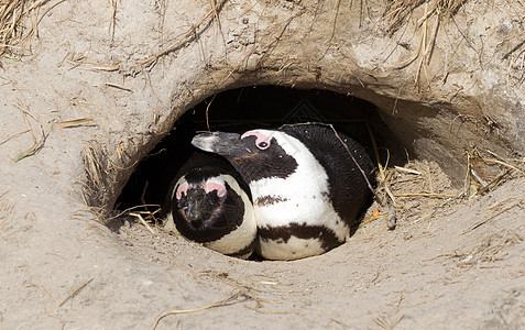 非洲企鹅巢中的非洲企鹅野生动物生活享受异国荒野燕尾服海洋情调游泳微笑图片