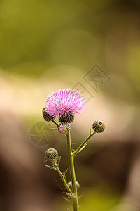 卡杜乌斯庄稼的粉红花紫色植物紫花粉红色金雀花野花原生花图片