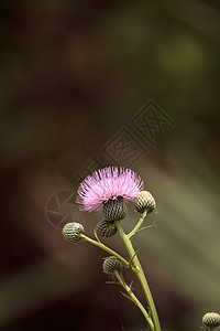 卡杜乌斯庄稼的粉红花粉红色紫花野花原生花金雀花紫色植物图片