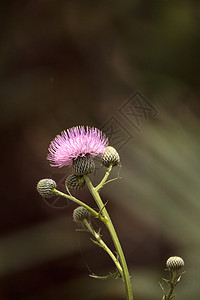 卡杜乌斯庄稼的粉红花金雀花粉红色紫色野花植物紫花原生花图片