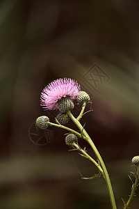 卡杜乌斯庄稼的粉红花野花植物金雀花粉红色紫色紫花原生花图片