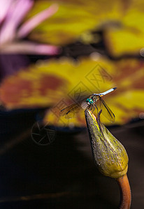 蓝色的男性龙尾蛇绿色长翅蜻蜓昆虫花园野生动物厚腹池塘翅膀荷花图片