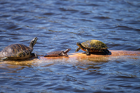 软壳海龟 阿普龙渡轮坐在一个有佛罗里达红色的木头上状物鳄鱼池塘图片