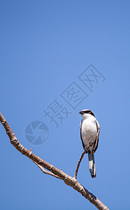 拉尼乌斯卢多维西亚纳斯在一棵树上面具栖息伯劳羽毛鸟类屠鸟图片