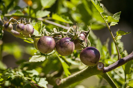 樱桃西红柿被精灵亲吻 因为是紫番茄紫色花园农场生产蓝精灵蔬菜农业杂交种图片
