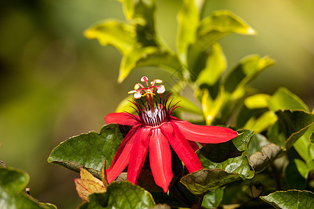 红火红玫瑰花 叫做万路迷你车红花藤蔓火焰花园藤花红色花粉花瓣图片