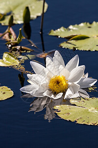 白尼姆法埃阿奥爆炸性水百合植物荷花池塘白色花园花瓣背景图片