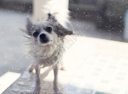 太阳洗完澡后 热狗在水中闪烁犬类小狗游泳伴侣宠物乐趣朋友动物精力指针图片