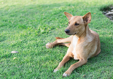 草地上的狗狗闭狗狗坐在绿草地上 寻找某样东西背景