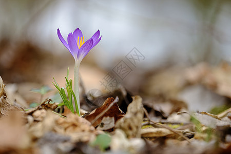 鳄鱼花花植物地面生长树叶红花植物群阳光宏观花瓣紫色图片