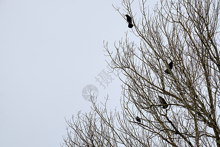 乌鸦在树上白色鸟类黑色动物群枝条天空动物红色树木森林图片