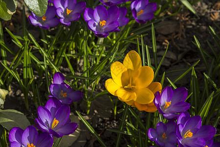 在瑞典斯德哥尔摩的春初鲜花花瓣观赏被子红花生长野花园艺花坛植物群蓝藻图片