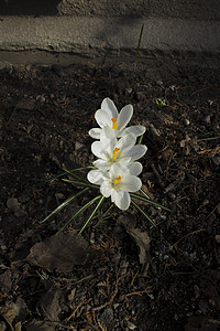 在瑞典斯德哥尔摩的春初鲜花园艺植物花朵季节宏观花坛观赏植物群野花花瓣图片