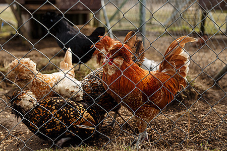 笼子里有鸡鸡和母鸡红色白色家禽羽毛福利家畜动物乡村食物农业图片